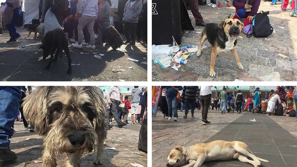 Abandonan perros en la villa basilica el 12 de diciembre