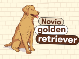 ¿Cómo es un Novio "Golden Retriever"? Con 15 ejemplos fáciles 15 | Casi Creativos ¿Cómo es un novio golden retriever?